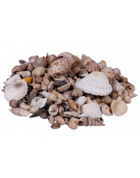 Natural Sea Shell Mixed Shankh for Aquariums/Art and Crafts/Table Decoration