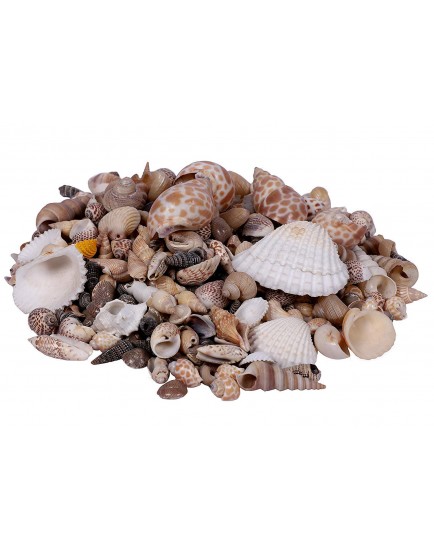 Natural Sea Shell Mixed Shankh for Aquariums/Art and Crafts/Table Decoration