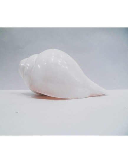 Blowing Shankh or Bajane Wala Conch or Blowing Conch | Ameena Sea Shell Handicrafts Rameswaram 