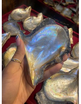 THE CRYSTAL HUB - Oyster Shell Mother of Pearl Ablone Shell Sea shels (Oyster Shell)
