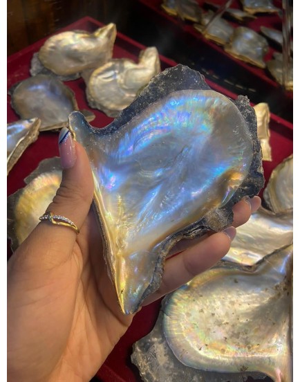 THE CRYSTAL HUB - Oyster Shell Mother of Pearl Ablone Shell Sea shels (Oyster Shell)