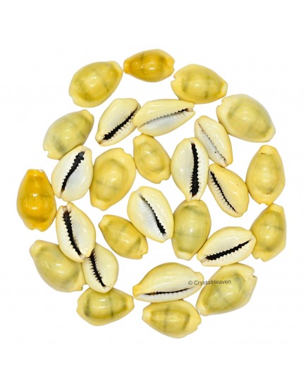 Kodi Shell Pack of 11 Cowrie Shells - Pili Kodi Original for Diwali Pooja Decoration - Kaudi Shells for Craft (11 Piece)